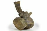 Sauropod (Camarasaurus) Caudal Vertebra - Wyoming #305154-8